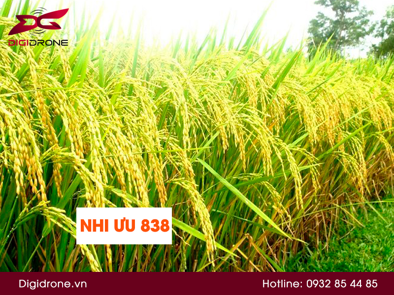 DigiDrone Việt Nam - giống lúa Nhi Ưu 838